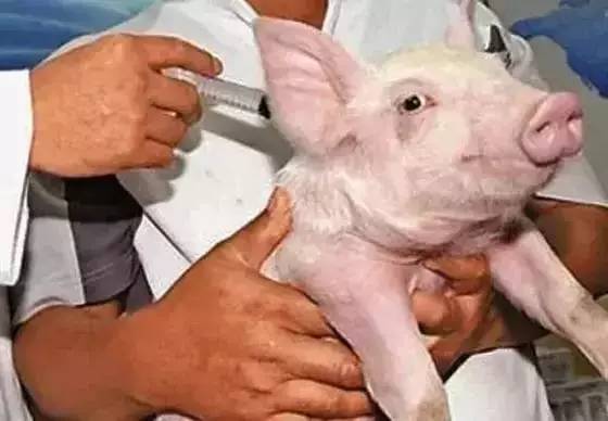 揭晓！为啥孵化场宁可把禽苗倒掉，也不愿廉价卖给养殖户？