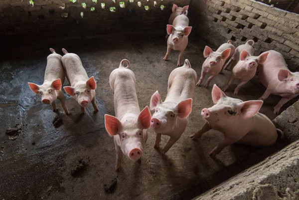 生猪养殖扭亏为盈，卖一头生猪平均赚约60元