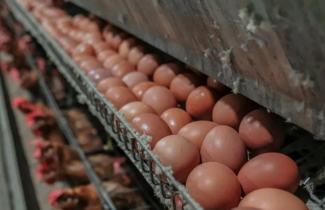 国庆大备货！蛋价还能继续飞？