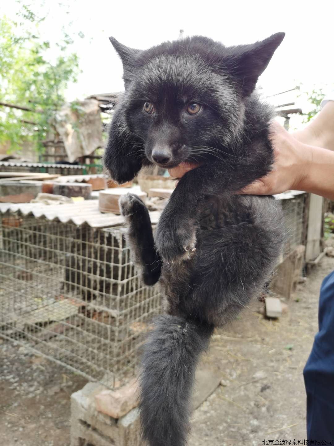 小肽蛋白粉 小肽蛋白粉
