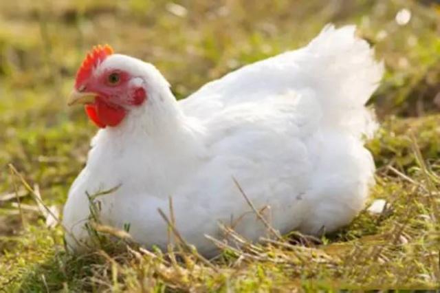 上半年财报尽出！白羽企业深陷泥潭