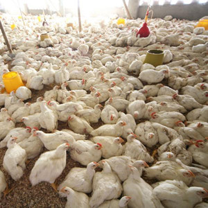 毛鸡跌势明显，国庆会反弹？