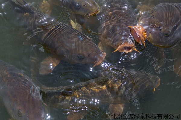 水产365bet亚洲官网网址_365bet在线体育投注_365上怎么买比分