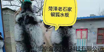 山东菏泽老石家特种养殖 种银狐