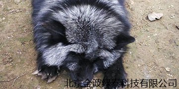 石家庄辛集石家养殖户效果