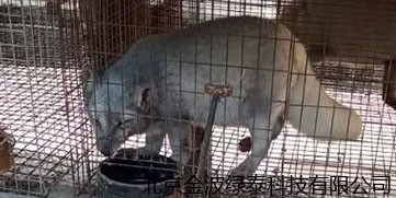 石家庄正定老卢家 养殖户 效果反馈