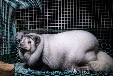 小肽蛋白粉 小肽蛋白粉