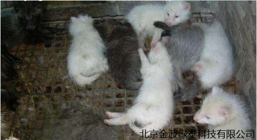 小肽蛋白粉 小肽蛋白粉