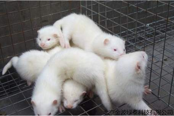 小肽蛋白粉 小肽蛋白粉