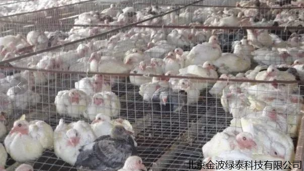 小肽蛋白粉 小肽蛋白粉