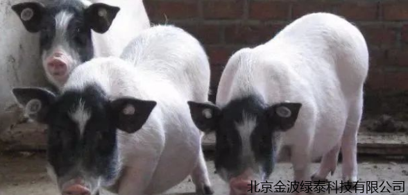 小肽蛋白粉 小肽蛋白粉