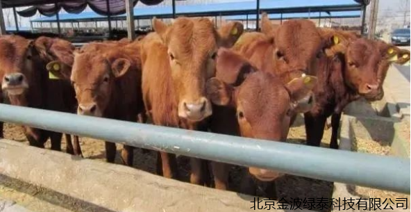 小肽蛋白粉 小肽蛋白粉