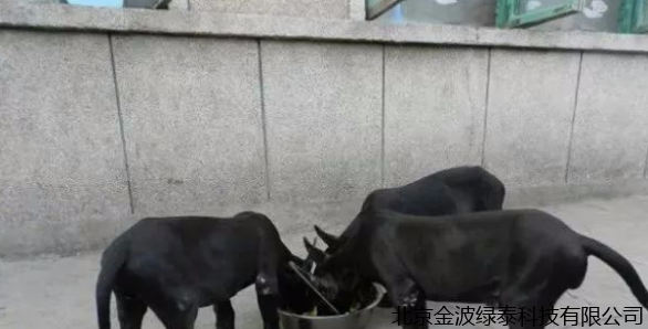 小肽蛋白粉 小肽蛋白粉