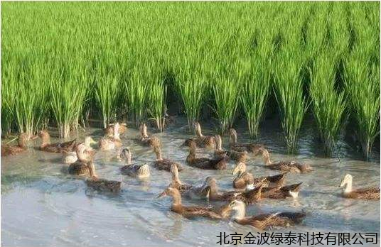 小肽蛋白粉 小肽蛋白粉