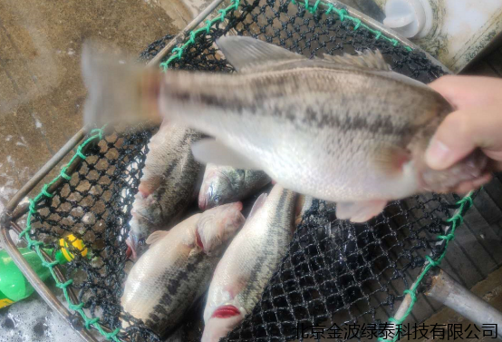 小肽蛋白粉 小肽蛋白粉