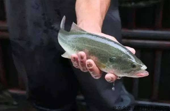 小肽蛋白粉 小肽蛋白粉