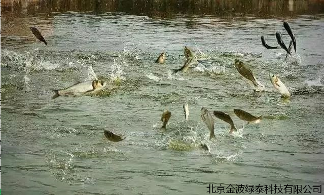 小肽蛋白粉 小肽蛋白粉