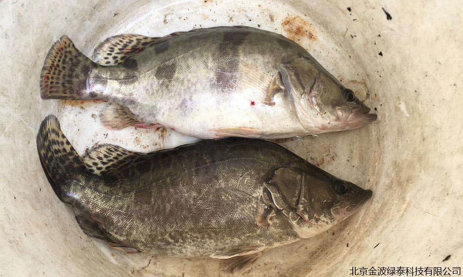 小肽蛋白粉 小肽蛋白粉