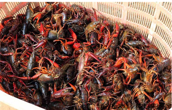 小肽蛋白粉 小肽蛋白粉