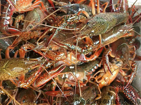 小肽蛋白粉 小肽蛋白粉