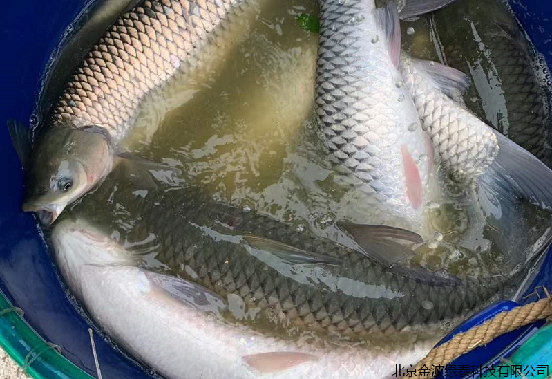 小肽蛋白粉 小肽蛋白粉