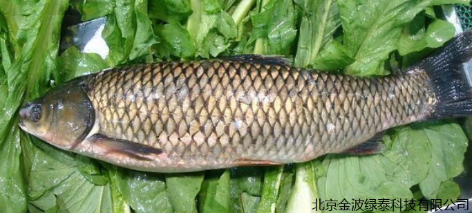 小肽蛋白粉 小肽蛋白粉