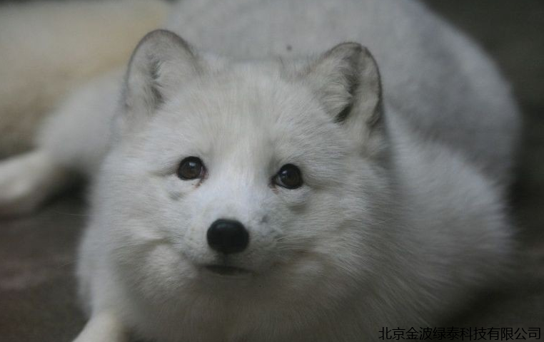 小肽蛋白粉 小肽蛋白粉