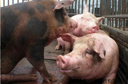 小肽蛋白粉 小肽蛋白粉