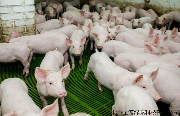 小肽蛋白粉 小肽蛋白粉