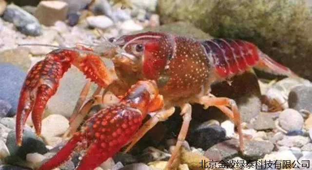 小肽蛋白粉 小肽蛋白粉