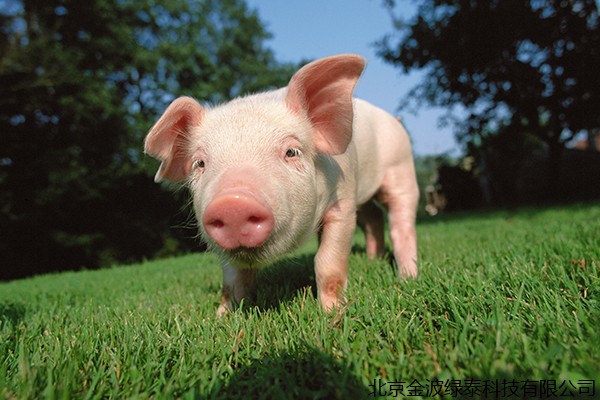 畜禽365bet亚洲官网网址_365bet在线体育投注_365上怎么买比分