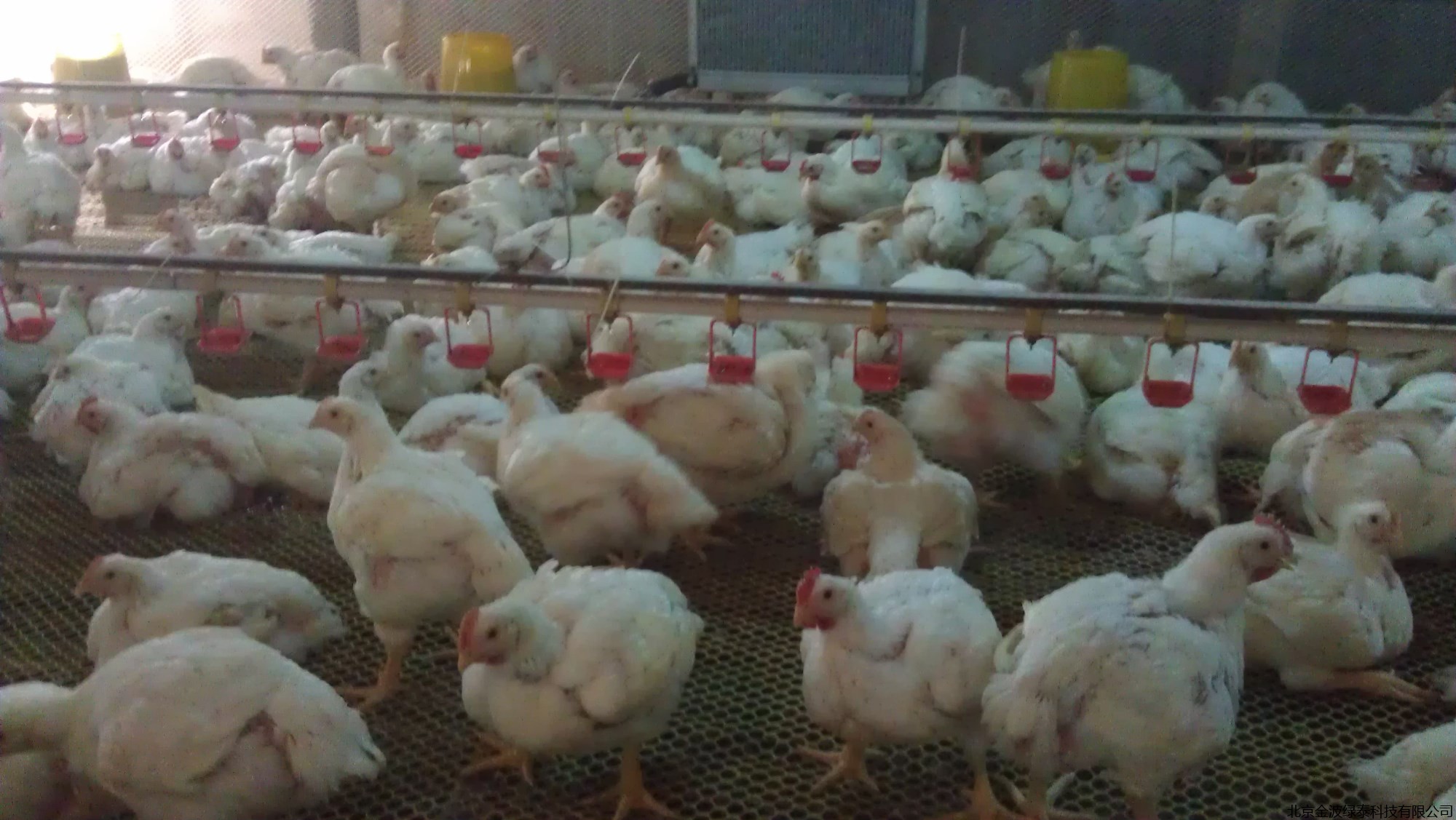 辛集畜禽养殖企业购买小肽蛋白解决啄羽啄肛问题