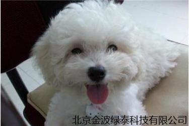 石家庄宠物用户使用肽健美提高宠物免疫力