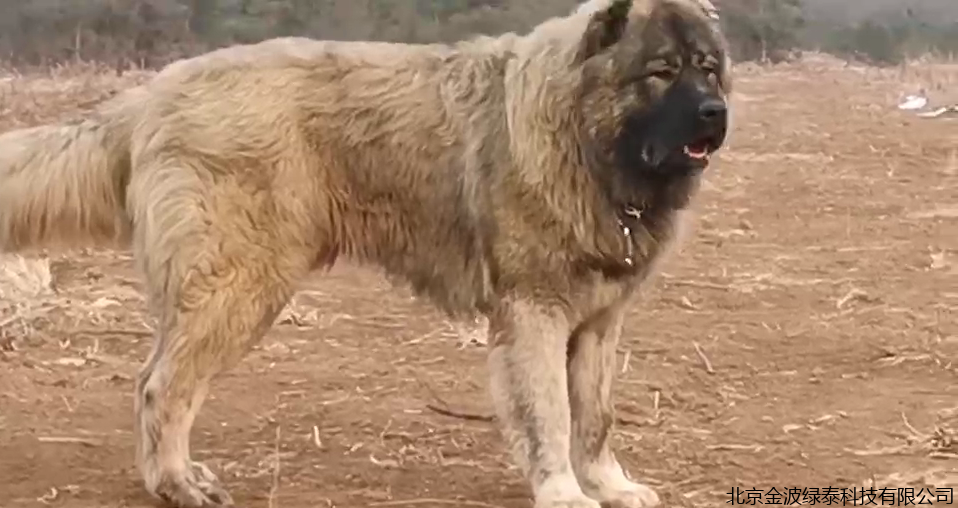 高加索犬主使用泰健美，改善肠道提高免疫力改善体质！