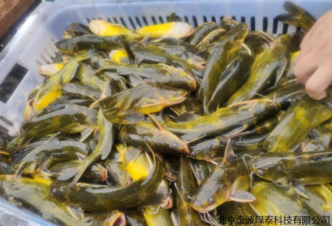 小肽蛋白粉 小肽蛋白粉