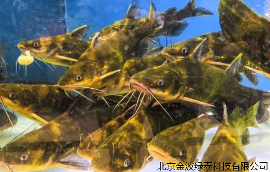 小肽蛋白粉 小肽蛋白粉