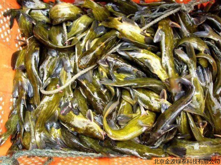 小肽蛋白粉 小肽蛋白粉