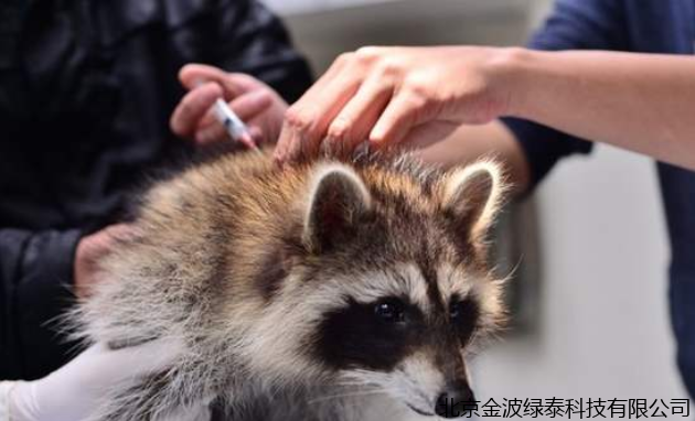 小肽蛋白粉 小肽蛋白粉