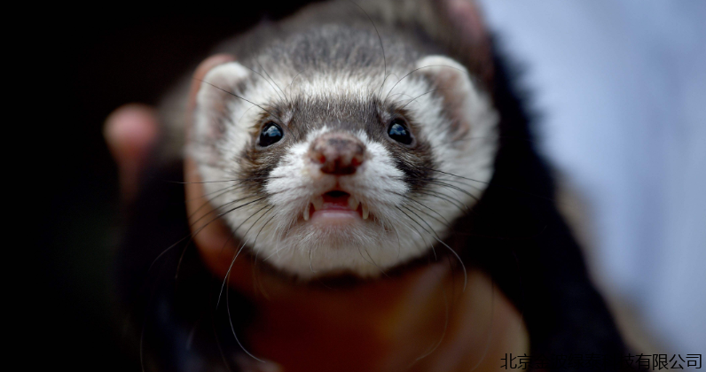 小肽蛋白粉 小肽蛋白粉