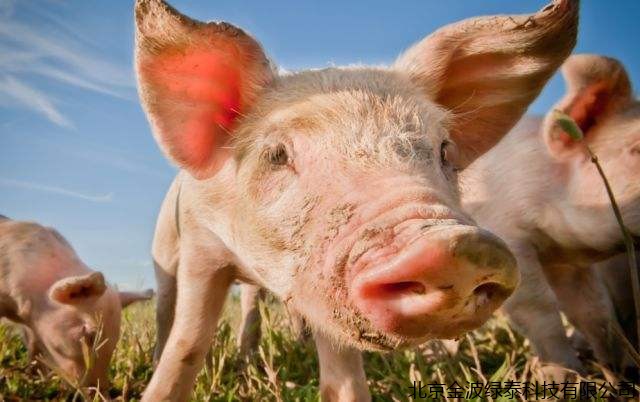 现在猪市最可怕的事情是恐慌抛售，杀跌已然形成！