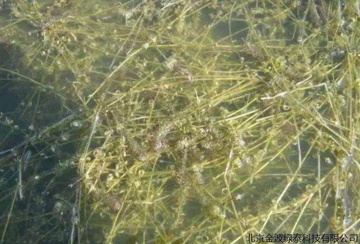 小肽蛋白粉 小肽蛋白粉