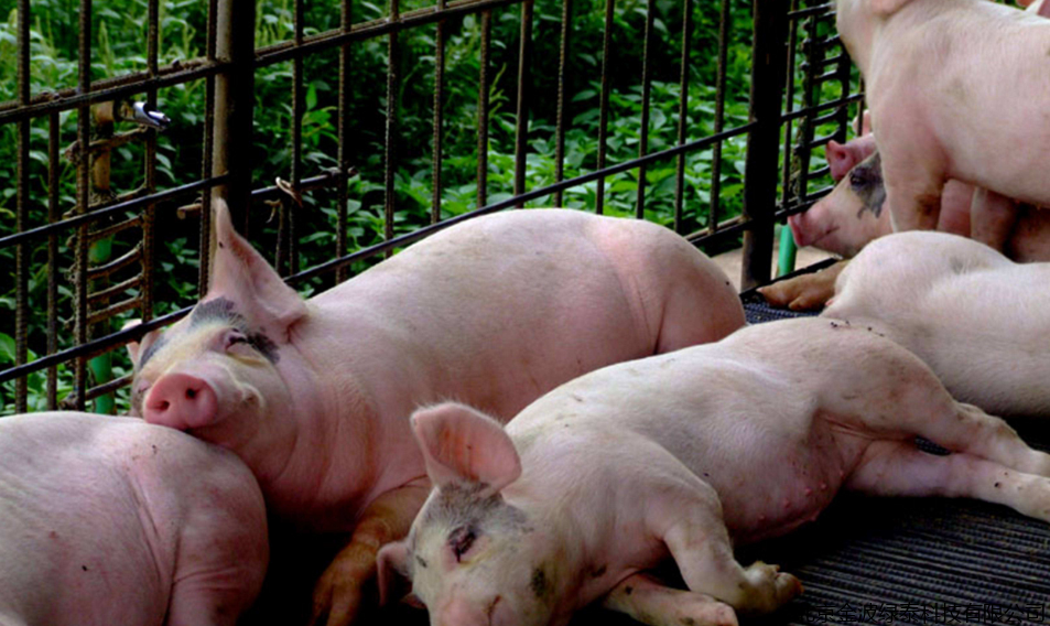 小肽蛋白粉 小肽蛋白粉