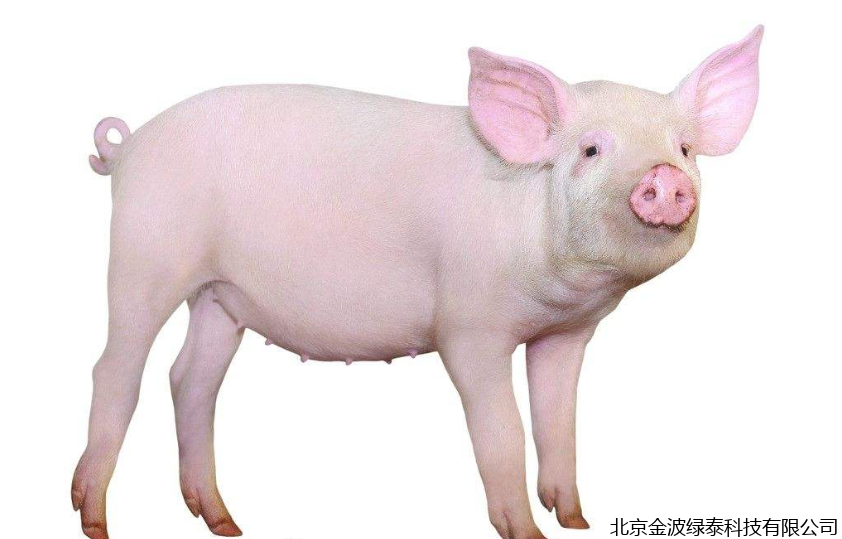 小肽蛋白粉 小肽蛋白粉