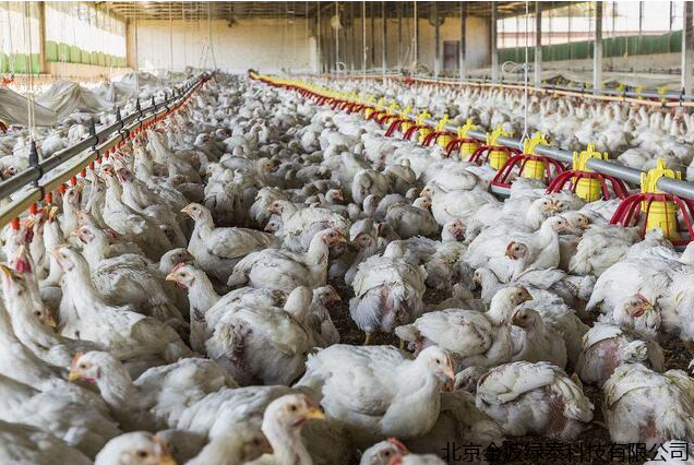 小肽蛋白粉 小肽蛋白粉